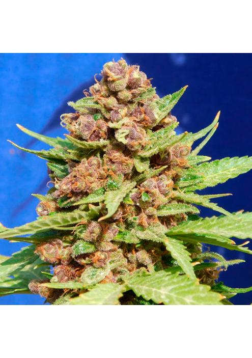 Purple Punch Cookies fem. Original Sensible