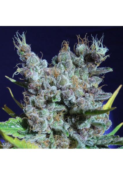 Runtz Gum fem. Original...