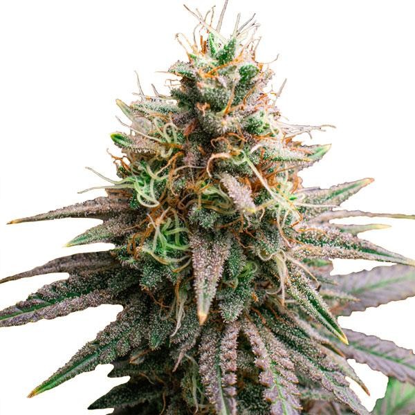 Tiramisu   fem. Original Sensible