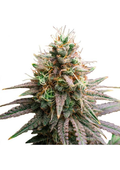 Tiramisu   fem. Original Sensible