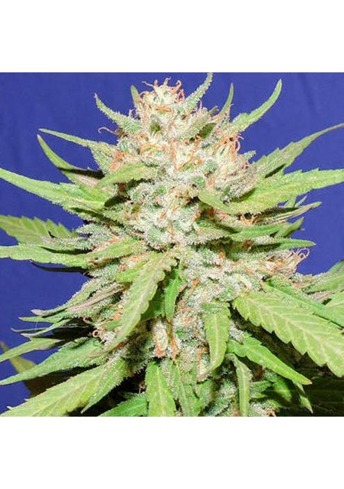 Wedding Cake fem. Original Sensible