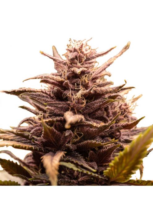 White Raspberry Truffle  fem. Original Sensible