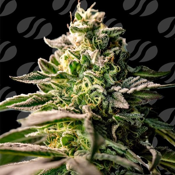 Zingatsu   fem. Original Sensible