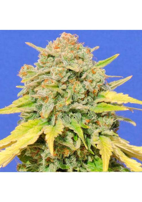 Zkittlez fem. Original Sensible