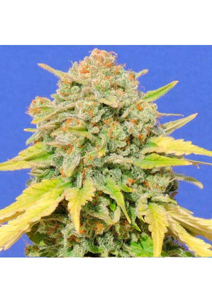 Zkittlez fem. Original...