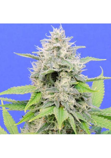 Zkittlzy Gorilla fem....