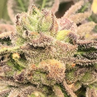 Apple Fritter fem Elev8 Seeds