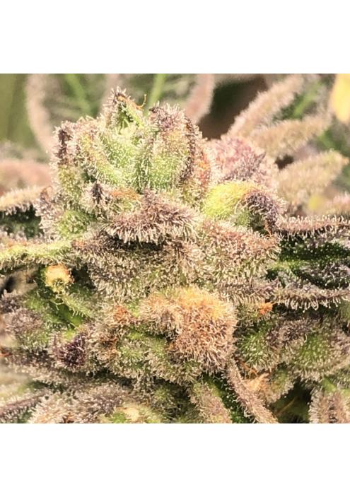 Apple Fritter fem Elev8 Seeds