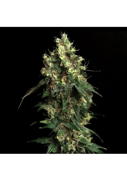 Aqua Verde Elev8 Seeds