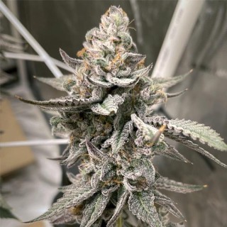 Beaver Cookies fem. Elev8 Seeds