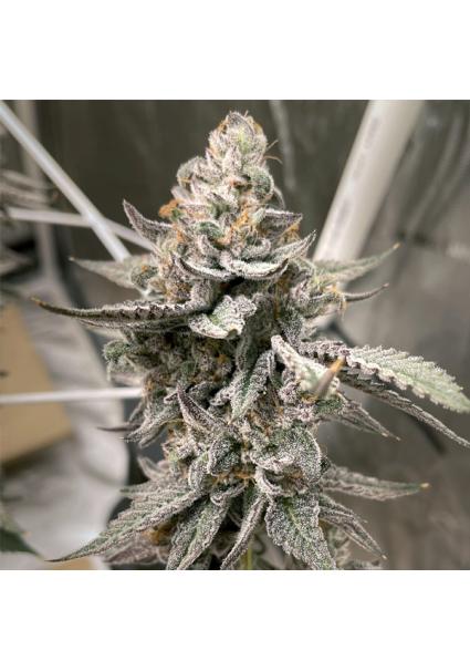 Beaver Cookies Elev8 Seeds