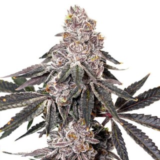 Berry Crusher fem. Elev8 Seeds