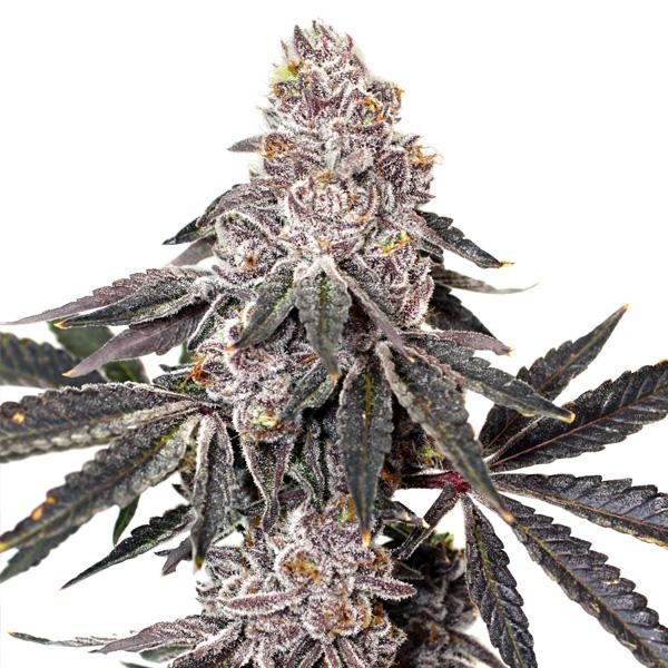 Berry Crusher fem. Elev8 Seeds