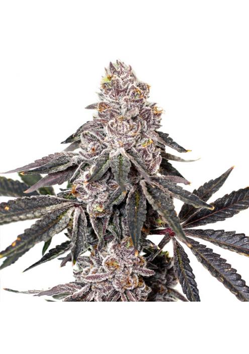 Berry Crusher Elev8 Seeds