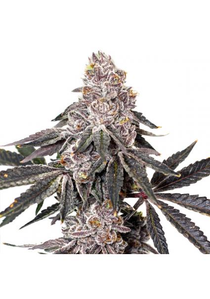 Berry Crusher Elev8 Seeds