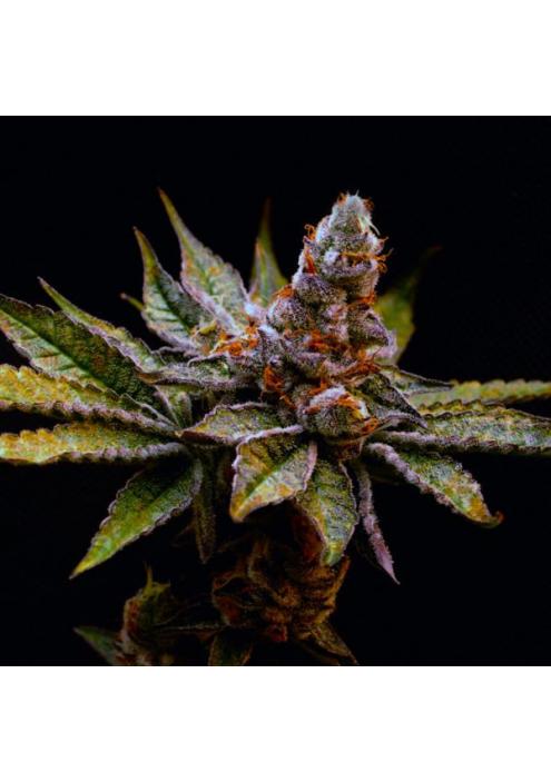 Birthday Punch Elev8 Seeds