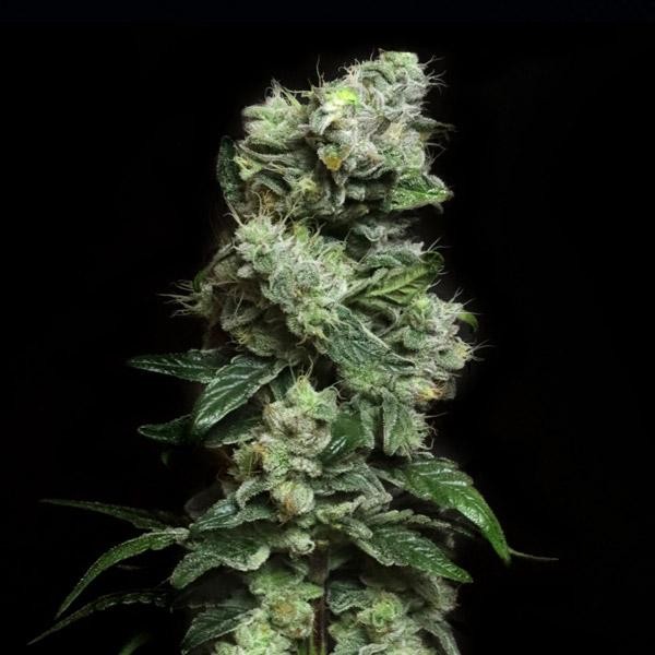 Blunt Bombs - Limited Release Elev8 Seeds