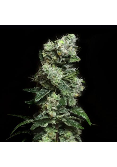 Blunt Bombs - Limited Release Elev8 Seeds