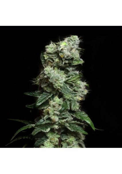 Blunt Bombs - Limited...