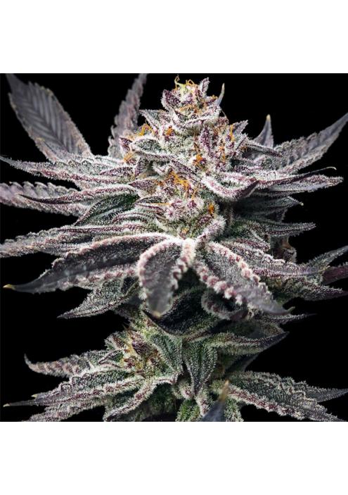 Double Dunked Elev8 Seeds