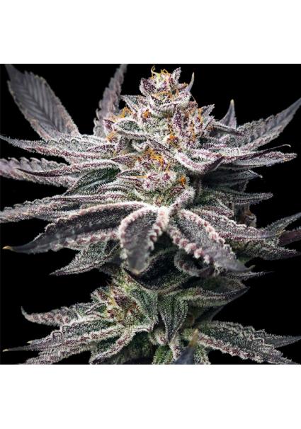 Double Dunked fem. Elev8 Seeds