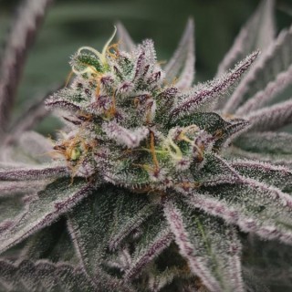 Gary Burger fem. Elev8 Seeds