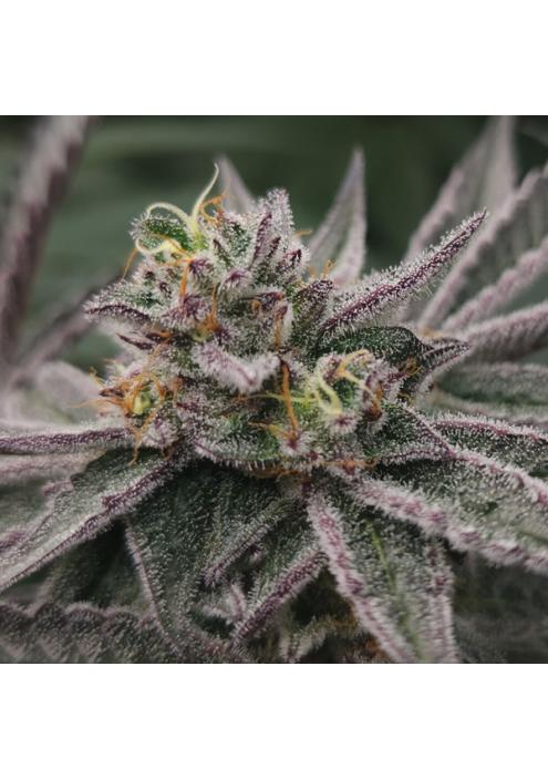 Gary Burger Elev8 Seeds