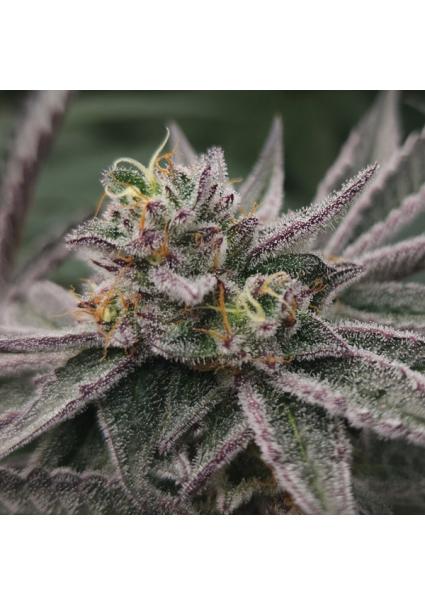 Gary Burger Elev8 Seeds