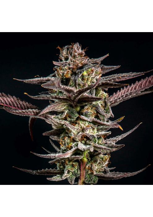 Gelato Kiss Elev8 Seeds