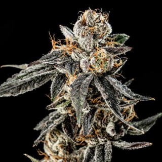 Gelato Punch fem. Elev8 Seeds