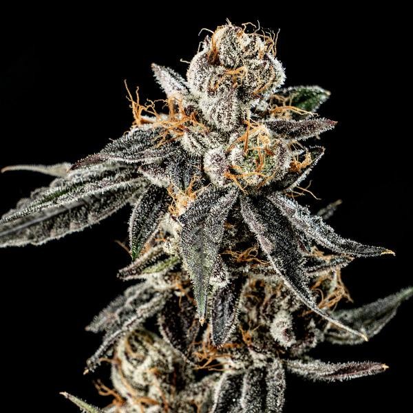 Gelato Punch fem. Elev8 Seeds