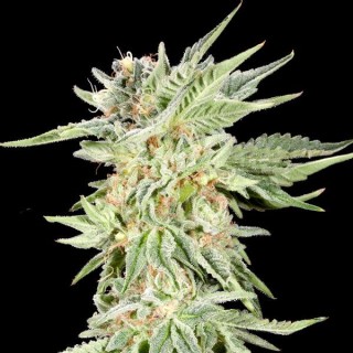 Gelato Sundae fem. Elev8 Seeds