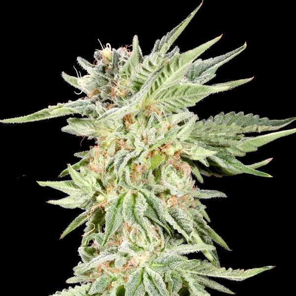 Gelato Sundae fem. Elev8 Seeds