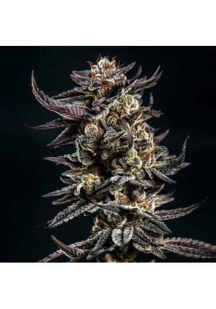 Gelatomo Elev8 Seeds