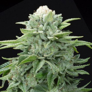 Gorilla Glue N4 S1 fem. Elev8 Seeds