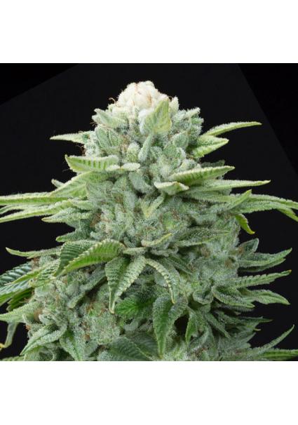 Gorilla Glue N4 S1 fem....