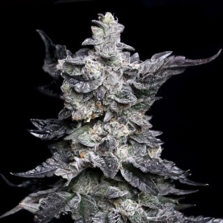 Granny's Apple Fritter fem. Elev8 Seeds