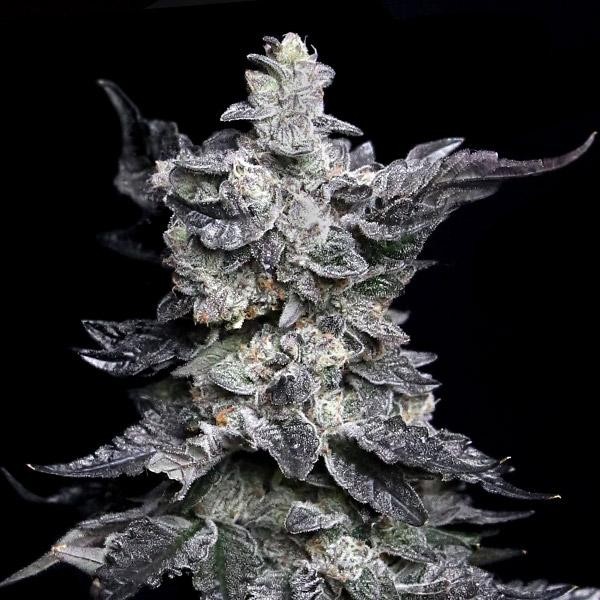 Granny's Apple Fritter fem. Elev8 Seeds