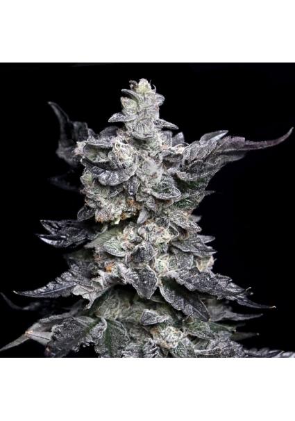 Granny's Apple Fritter fem....