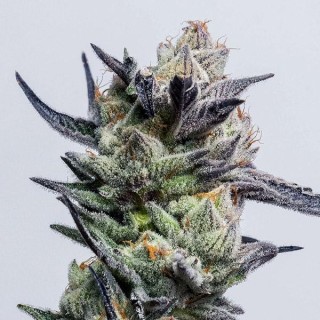 Huckleberry Punch fem. Elev8 Seeds