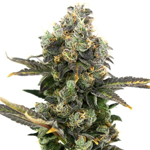 King Cone fem. Elev8 Seeds