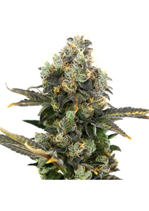 King Cone Elev8 Seeds