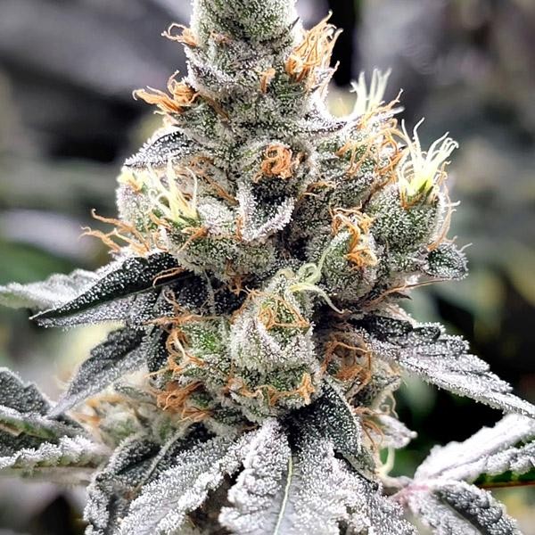 Megasonic fem. Elev8 Seeds