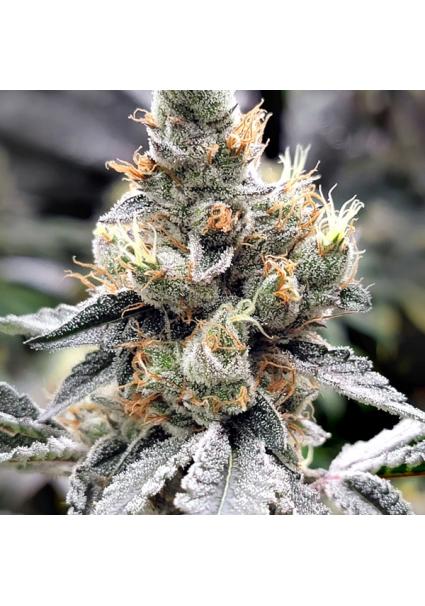 Megasonic Elev8 Seeds