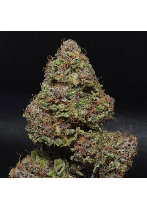 Midnight Bessie Autoflower fem. Elev8 Seeds