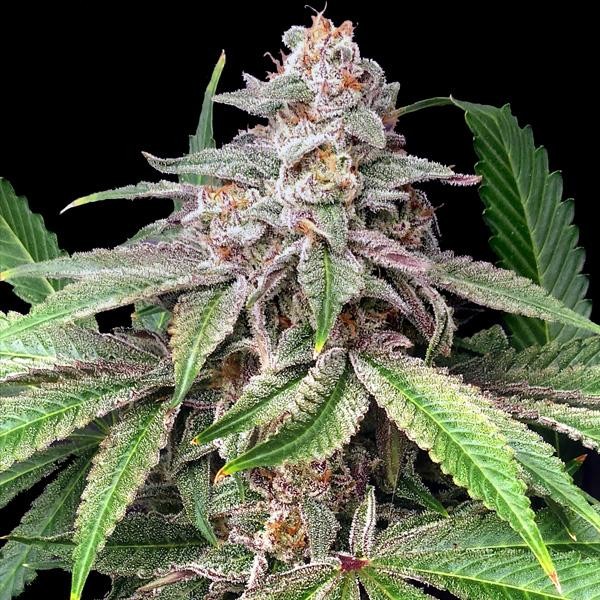 Mystery Made 2 Elev8 Seeds