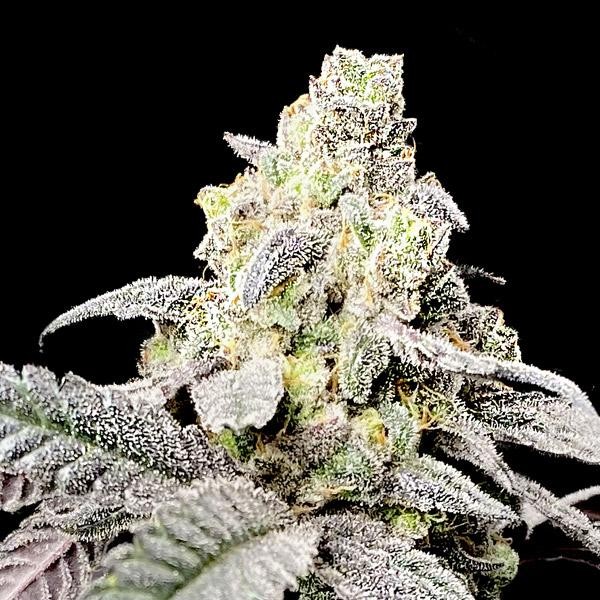 Purple Cherry Ripple fem. Elev8 Seeds