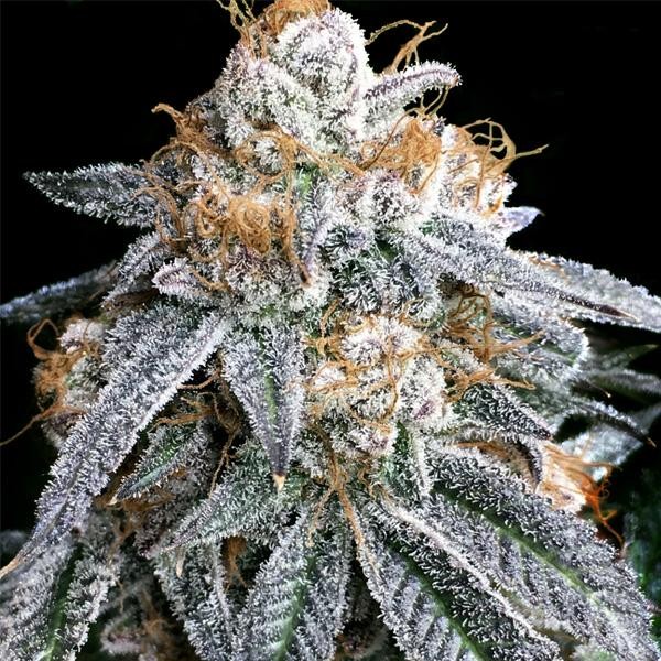 Purple Punch S1 fem Elev8 Seeds