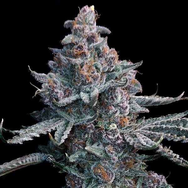 Runtz of Eden Elev8 Seeds