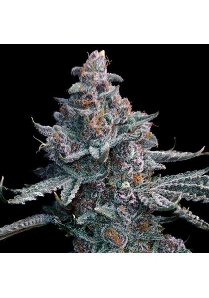 Runtz of Eden fem Elev8 Seeds